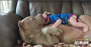 恶魔的面容，天使的内心，美国恶霸犬_家有德牧_萌狗网移动版