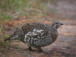 female spruce grouse