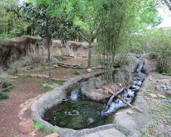 Image of Dallas Zoo otter exhibit