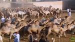 برقاش.. أشهر أسواق الجمال في