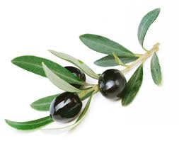 Image result for olive tree