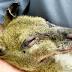 NT wildfires fatal for animals