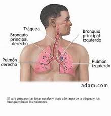 Resultado de imagen para trastornos respiratorios