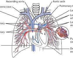 صورة pulmonary circulation