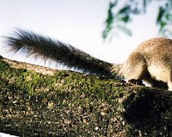 Image of Grizzled Giant Squirrel Wildlife Sanctuary, Srivilliputtur