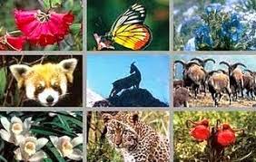 Hasil gambar untuk Keanekaragaman dan klasifikasi Makhluk Hidup