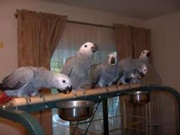Image result for african grey parrot for sale