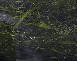 中之島公園のホタルの画像