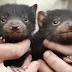 Tasmanian devil joeys are not just cute, their birth is vital to ensuring ...