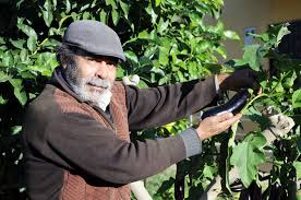 Resultado de imagem para patlican incir