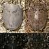 Public Release: 12-Aug-2015 Color changing sand fleas flummox...