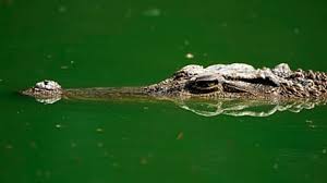 Corpo de português encontrado dentro de crocodilo na África do Sul