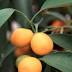 Kumquat