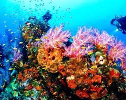 Gambar Keanekaragaman hayati Taman Laut Olele, Gorontalo