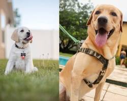 dog and a cat wearing matching collars and leashesの画像