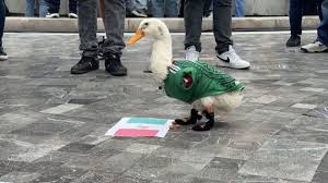 Mexico City's cutest World Cup fan is Merlin the duck