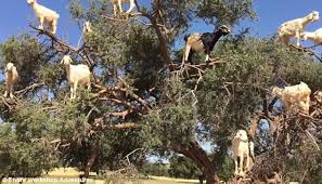 Image result for goat tree