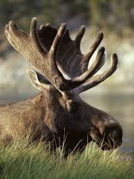 Image result for maine moose