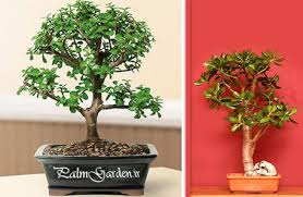 Image result for ‫بونسای‬‎