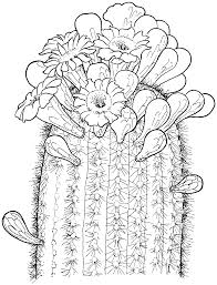 Résultat de recherche d'images pour "cactus coloring pages"