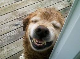 smiley | Modern Dog magazine