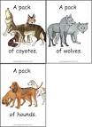 Animal Groups