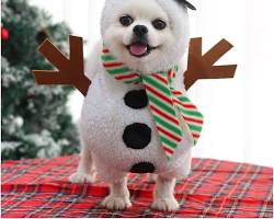 cute dog Christmas clothesの画像