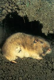 Image result for pocket gophers