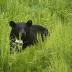 Black bears attracted by trash shot and killed in Anchorage area