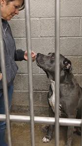 A woman from Pennsylvania went to her local animal shelter ...