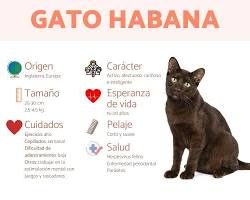 Imagen de Gato Habana