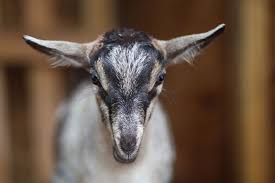 Image result for GOAT
