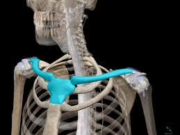 骨格と筋肉を理解して、動作に活かそう『上肢・肩、腕編』