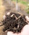 Soil organic matter - , 