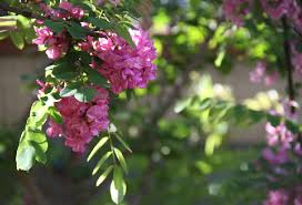 Image result for ͻ