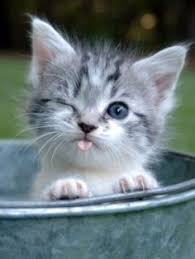 Resultado de imagen para imagenes cute