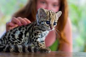 Résultats de recherche d'images pour « image d'animaux mignon »