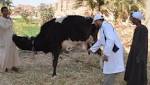 فى معلومة.. كيف تحرك الطب
