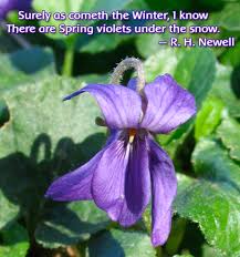 Best three distinguished quotes about violets image Hindi ... via Relatably.com