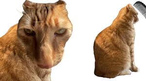 Brush Jjaemu: The Viral Cat Game Taking Over the Internet