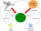 PD-and CTLA -combination blockade expands