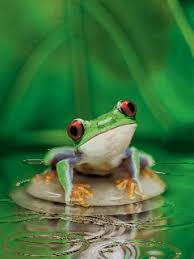 images