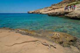 Ibiza, Spain: Endemic Lizards Under Threat as Horseshoe Whip Snakes Spread Across Balearic Islands
