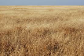 Image result for grass photography