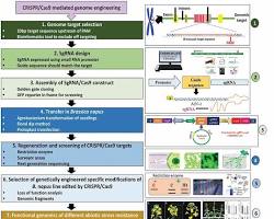 Image de Spring Batch workflow diagram with CRISPRCas9 steps mapped onto it