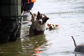 Do not leave pets behind in times of calamities