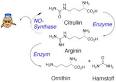 Arginin Citrullin BCAA aposs Zink (1ST) Preisvergleich