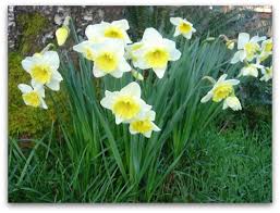 daffodils "ice follies"