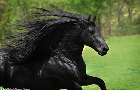 Image result for HORSE