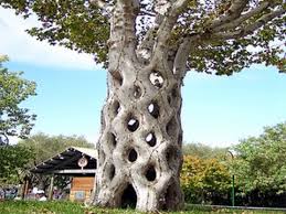 Resultado de imagen de arboles